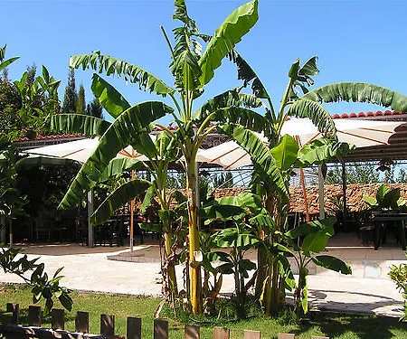 Hotel Agave
