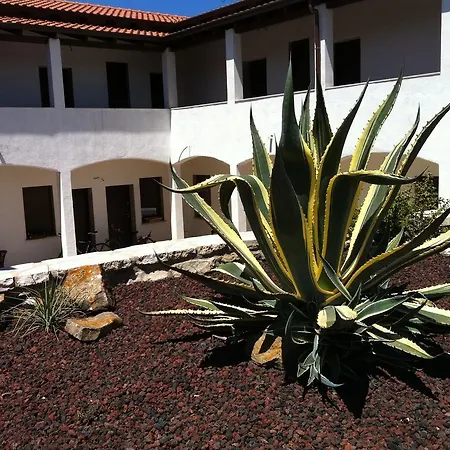 Agave 2* 费尔蒂利亚